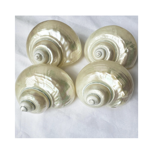 Turbo Seashell perfecto para exhibiciones de Acuario, fabricación de joyas y creaciones decorativas inspiradas en el océano - Product Image 1