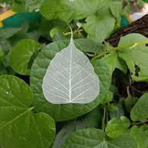 Feuille de plante séchée de qualité supérieure, populaire, pour la décoration de mariage, la fête des pères, Halloween, la maison, le bureau, fleur séchée 2026 - Product Image 1