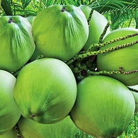 Biologische Jonge Kokosnoot Diamant Vorm Verpakking 9Kg Doos Verse Fruitschaal Hele Export Midden Oosten 84 976727907