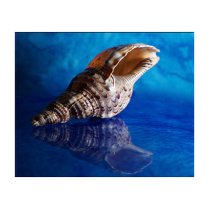 Coquilles de trompette Triton de grande taille, collection océanique, grande taille, coquilles de mer naturelles vides, provenant de la plage côtière du Vietnam - Product Image 6