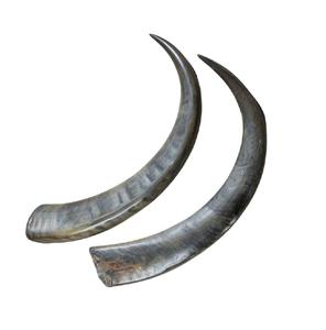Cuernos de búfalo naturales a la venta, ideales para manualidades, mangos de cuchillos, decoración del hogar y proyectos de arte tradicional - Product Image 2