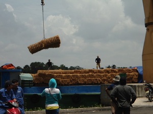 Sol nutritif léger de granule de fibre de coco naturelle de fibre de coco pour planter la matière organique crue de modèle - Product Image 6