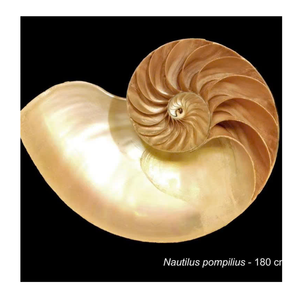 99 Gold Data Supplies Vietnam Nautilus Shell pour les centres de table élégants et les idées de décoration intérieure - Product Image 6