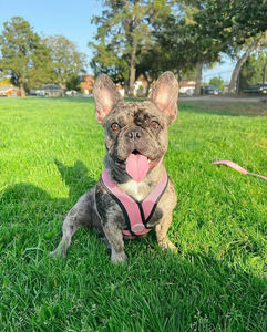 Logo kustom nyaman bingkai X tali kekang anjing desain nilon sejuk untuk anjing kecil anak anjing olahraga mewah antilicin gesper bebas kalung - Product Image 6