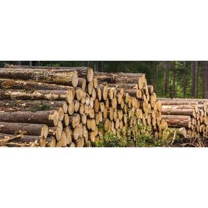 Bois d'oeuvre de résineux structurel en vrac, bois de coupe droite pour le bâtiment et l'usage industriel - Product Image 6