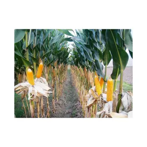Ядра кукурузы натуральные чистые высококачественные Желтые Зерна кукурузы для животных/non Gmo желтые мешки Канада белые рекламные пакеты/оптом/на заказ