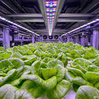 Système d'agriculture hydroponique en conteneur pour légumes-feuilles, hydroponie verticale, équipement de culture de laitue, ferme en conteneur, rendement élevé