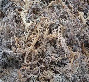 Alga Marina Vietnamita Cottonii Secada al Sol, Baja Humedad, Alta Calidad de Fibra, Apta para Producción Consistente de Carragenina y Pedidos de Exportación - Product Image 6