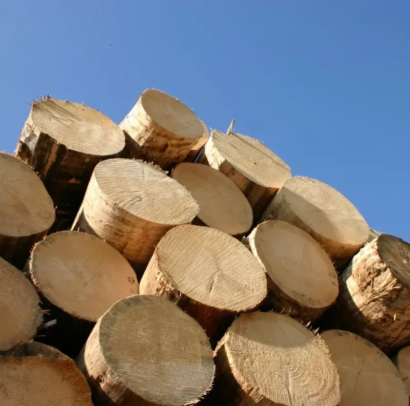 Tronchi di frassino di betulla e quercia di pino a buon mercato/tronchi di legno di legname ed eucalipto/legno grezzo