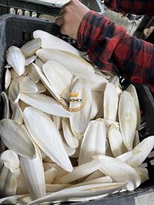 Hueso de sepia de tamaño personalizado y cartón empaquetado hecho en Vietnam - Product Image 3