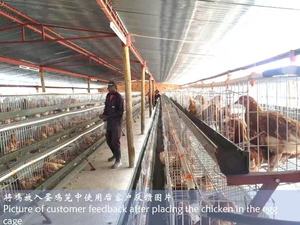 กรงแบตเตอรี่ใหม่พร้อมระบบให้น้ำ กรงเลี้ยงไก่ครบชุด สำหรับไก่ไข่ 120 ตัว - Product Image 4