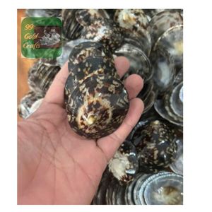 CARCASAS LIMPET PULIDAS Y NATURALES DE VIETNAM PARA MADRES EN LACTANCIA, ARTESANÍA DE RESINA Y PROYECTOS DE DECORACIÓN DEL HOGAR - Product Image 3