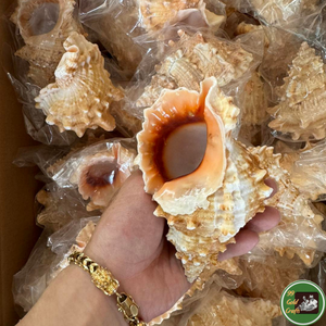 ของตกแต่งเปลือกหอยสั่งทำพิเศษ ใช้วัสดุจากเปลือกหอยทะเล สำหรับผลิตภัณฑ์ตกแต่งจากเวียดนาม - Product Image 2