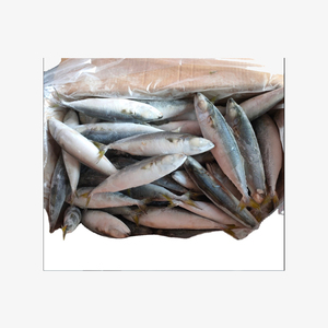 Sardines entières congelées de qualité supérieure pour les marchés mondiaux - Product Image 4