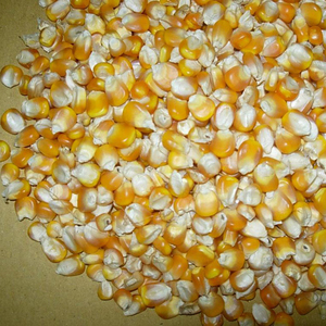 Maíz amarillo orgánico sin OGM secado con 99.99% de pureza y 48% de proteína para consumo humano y alimentación animal (bolsas de PP de 25/50Kg) - Product Image 5