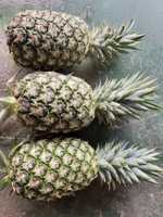 Hoge Kwaliteit Md2 Ananas Zoet En Vers Geëxporteerd Naar Eu Usa Japan-Beste Prijs Heerlijk Fruit/Anna Do Vilaconic