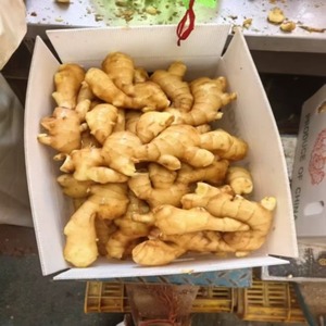 Gros en gros de matières premières fraîches en vrac multi-spécifications : Tranches de gingembre de sushi délicieuses et gingembre blanc mariné - Product Image 1