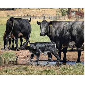 Ventes en gros de vaches vivantes provenant de fournisseurs européens (France, Irlande, Espagne) – Bovins de qualité supérieure et races laitières – Exportation mondiale - Product Image 3