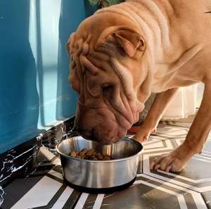 Cuenco para mascotas de acero inoxidable Premium de alta calidad de 300ml, alimentador de agua portátil para comida de perro, suministros de petware de Metal ecológicos - Product Image 4