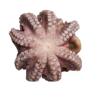 ปลาหมึกแช่แข็งสำหรับเด็กในทะเลทรงกลมจากเนเธอร์แลนด์ - Product Image 1