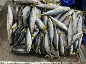 Filete de caballa congelado Iqf sin piel y sin hueso No se necesita preparación Ahorre tiempo en la cocina Cocine rápido - Product Image 6
