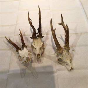 Fournisseur de bois de cerf à prix de gros - Product Image 5