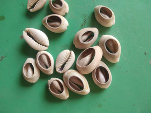 Conchas en rodajas de hojas naturales para arte temático de playa Vietnam - Product Image 5