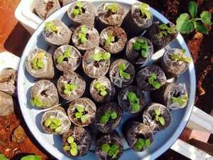 Vietnam Coir Jiffy: Pourquoi les granulés de tourbe de coco sont le choix naturel et facile pour la culture des plantes et l'agriculture durable - Product Image 5