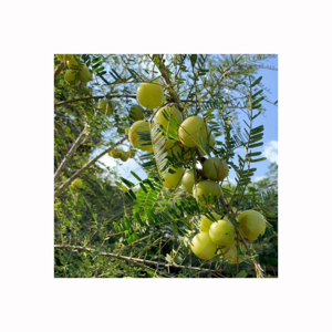 สารสกัดจากผลไม้น้ำผลไม้ธรรมชาติ Amla สำหรับบริษัทเครื่องดื่มผู้ผลิตผลิตภัณฑ์เพื่อสุขภาพและผู้ค้าระหว่างประเทศ - Product Image 3