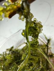 Uvas de Mar Verdes Frescas, Caulerpa Lentillifera, Alga Comestible 100% Pura y Natural, Proveedor de Mariscos Saludables, 12 Meses de Vida Útil, Certificado CV - Product Image 5