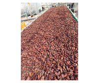 Granos de Cacao Premium de Vietnam para Compradores Mayoristas - Granos de Cacao Fermentados Secados al Sol para Procesamiento de Confitería