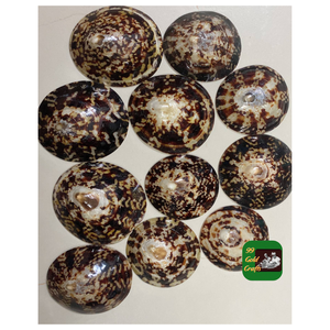 COQUILLES DE LIMPETTE DU VIETNAM CUISINÉES À LA MAIN POUR LA FABRICATION DE BIJOUX PROJETS D'ART DE BRICOLAGE ET DÉCORATION DE MAISON CÔTIÈRE NATURELLE - Product Image 1