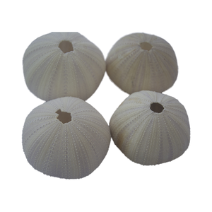 Erizo de mar Natural y joyería de estrella de mar arte de concha tallada de Indonesia SEASHELL JEWELRY - Product Image 1