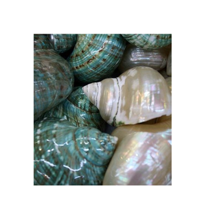 Shiny Turbo Burgess Shell Nature Art Piece para coleccionistas y entusiastas de las conchas - Product Image 4