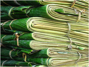 HOJAS DE BANANA NATURALES PURAS PARA ENVASAR ALIMENTOS - Product Image 4