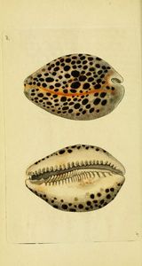 เปลือกหอยธรรมชาติมีหลายขนาดมีรูสําหรับนักออกแบบเครื่องประดับ - Product Image 2