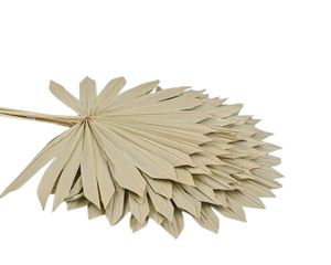 ใบปาล์มหอกใบปาล์มธรรมชาติใบปาล์มปาล์มรูปหอกสำหรับวันแม่วันวาเลนไทน์วันคริสต์มาสขอบคุณของขวัญสำหรับทุกๆครั้ง - Product Image 2