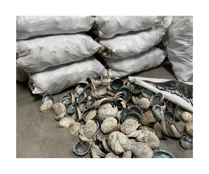 Surtidor al por mayor de concha azul del abulón de exportación pulida cruda de la concha de nácar de Vietnam - Product Image 4