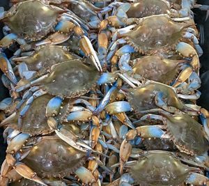 Pinces de crabe en gros de haute qualité crabes de boue vivants bleu congelé à vendre sauvage pêché roi de l'Alaska congelé