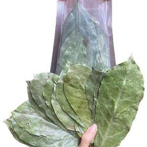 100% Hojas de Guanábana secas orgánicas naturales VIET NAM Venta caliente de VIET NAM con precio competitivo - Product Image 1