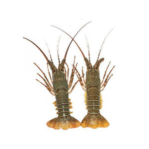 Live <b>Lobster</b> / <b>Lobster</b> Tails in Bulk Premium Quality - Product Image 1