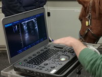Ecógrafo Doppler Color Digital Portátil SonoScape X5 X5V con una Sonda para Diagnóstico Veterinario Equino