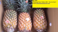 Verse Koningin Ananas Fruit-Pk 0084 917 476 477