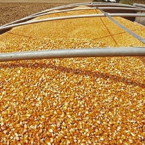 Mejor Precio al por mayor Orgánico OGM Maíz Amarillo Maíz Blanco para Consumo Humano y Animal Exportación Listo - Product Image 3