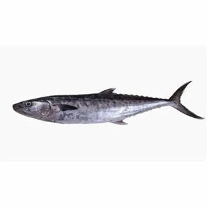 Meilleurs matériaux de vente en gros à bas prix Importateurs de fruits de mer frais Exportateurs Poisson roi maquereau espagnol à barbe étroite - Product Image 3