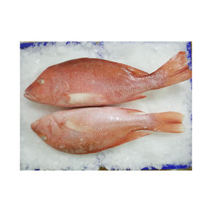 Poisson rouge congelé de haute qualité prêt pour la vente en gros aux distributeurs et aux détaillants - Product Image 2