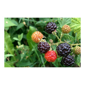 High-<b>quality</b> Wild Berries for Sale Great for Jam, Juice, and Dessert Manufacturers - Product Image 4