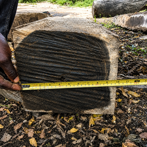 Madera de Ébano Negro Africano de Primera Calidad, Seca en Horno, Grado A, Redonda, para Muebles, Tronzos de Madera Cruda - Product Image 4
