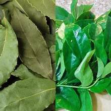 ÉTIQUETTE PROPRE CLAUSENA INDICA FEUILLES INGRÉDIENT BOTANIQUE NATUREL POUR LE SOIN IMMUNITAIRE THÉ DÉTOX SOUTIEN ET ÉQUILIBRE - Product Image 5