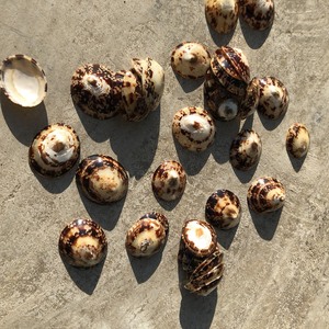 Vente en gros de coquillages naturels pour l'artisanat et la décoration - Product Image 3